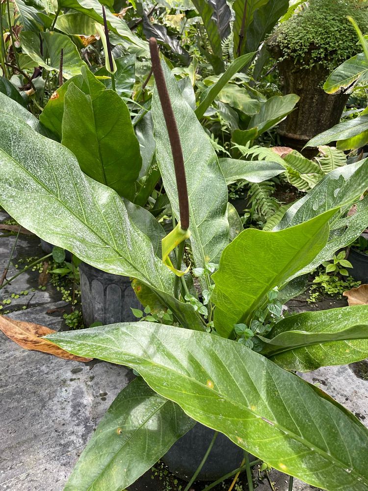 anthurium-pseudospectabile