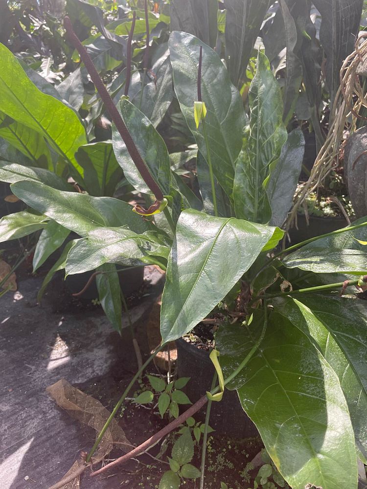 anthurium-pseudospectabile