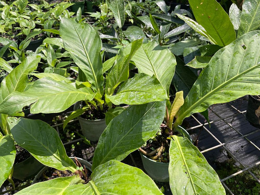 anthurium-pseudospectabile