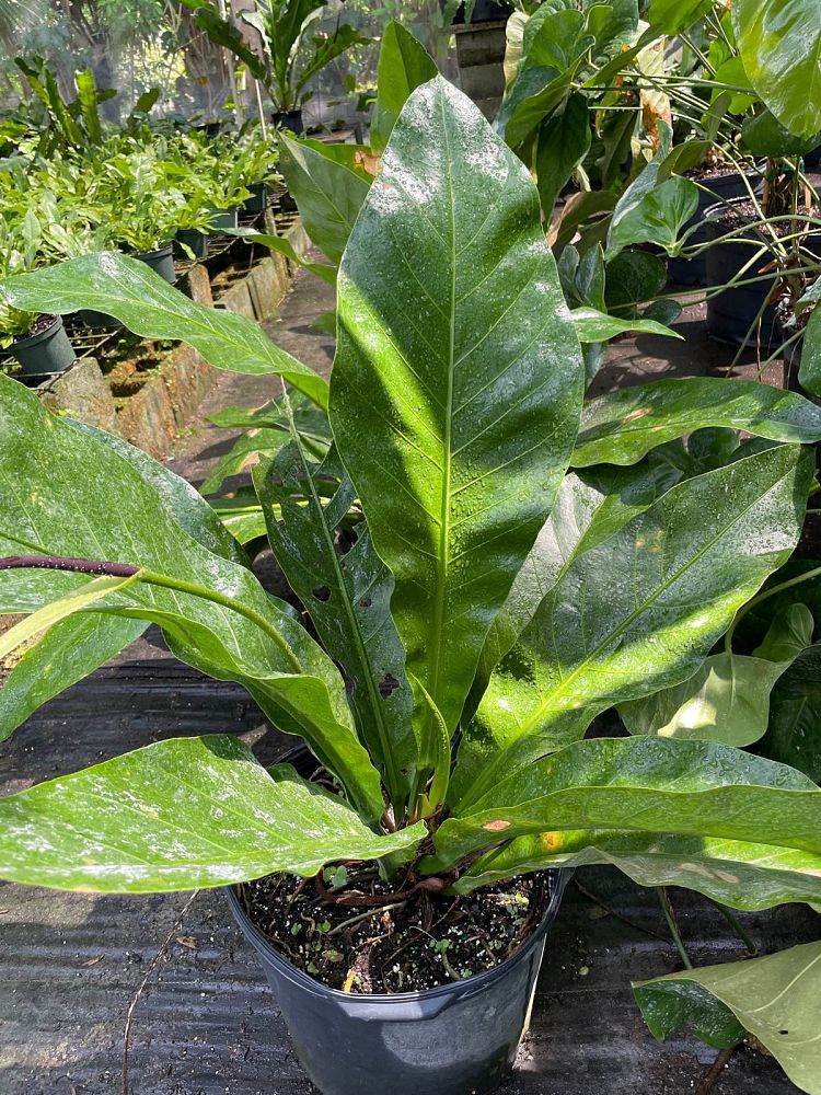 anthurium-pseudospectabile