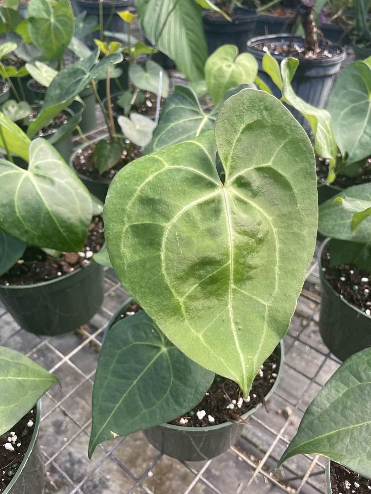 anthurium-pterodactyl