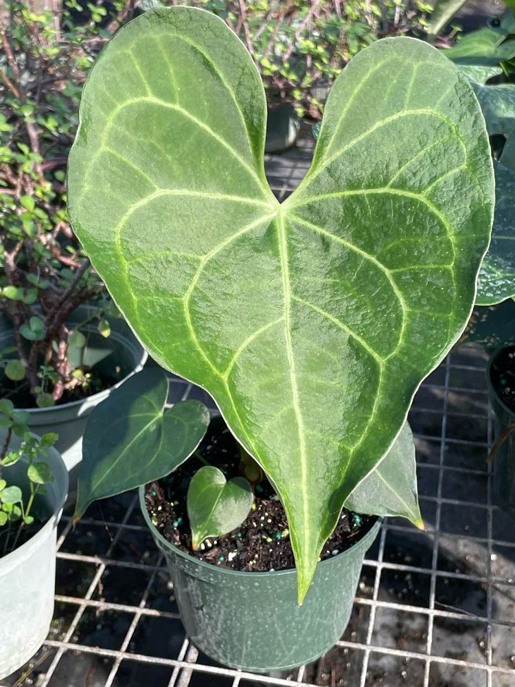 anthurium-pterodactyl
