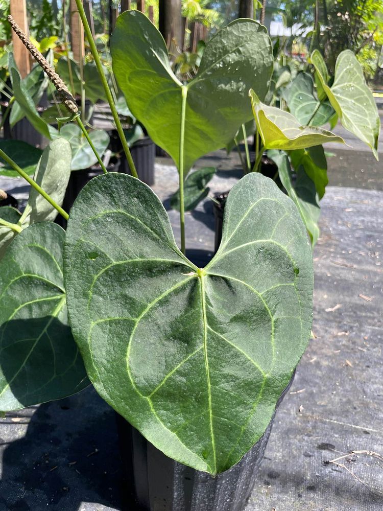 anthurium-pterodactyl