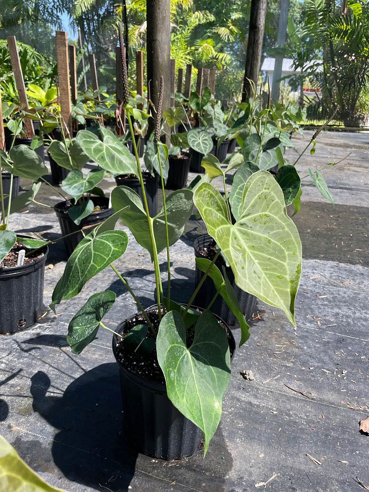anthurium-pterodactyl