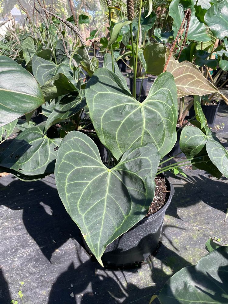 anthurium-pterodactyl