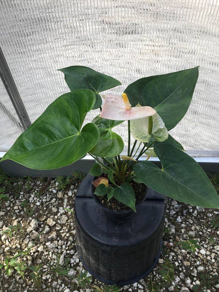 anthurium-queen-sweet