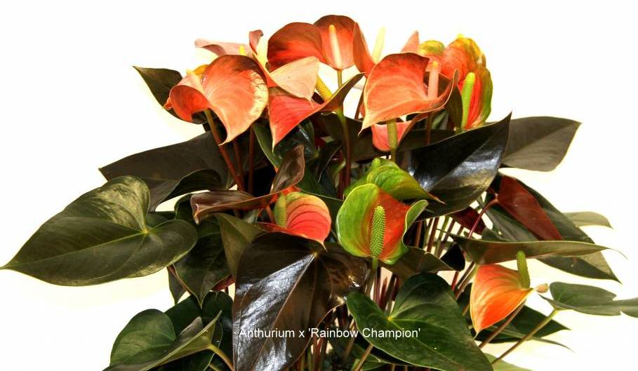 anthurium-rainbow-champion