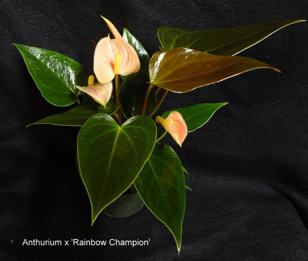 anthurium-rainbow-champion