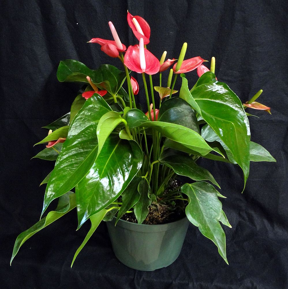 anthurium-raspberry-crunch