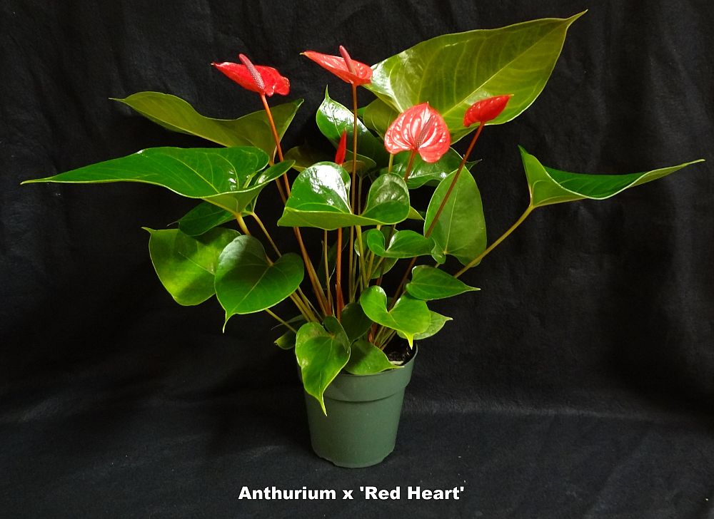 anthurium-red-heart