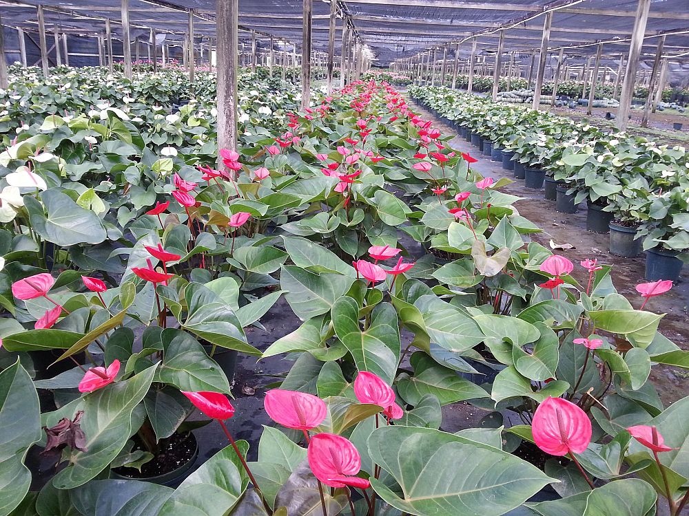 anthurium-red-heart