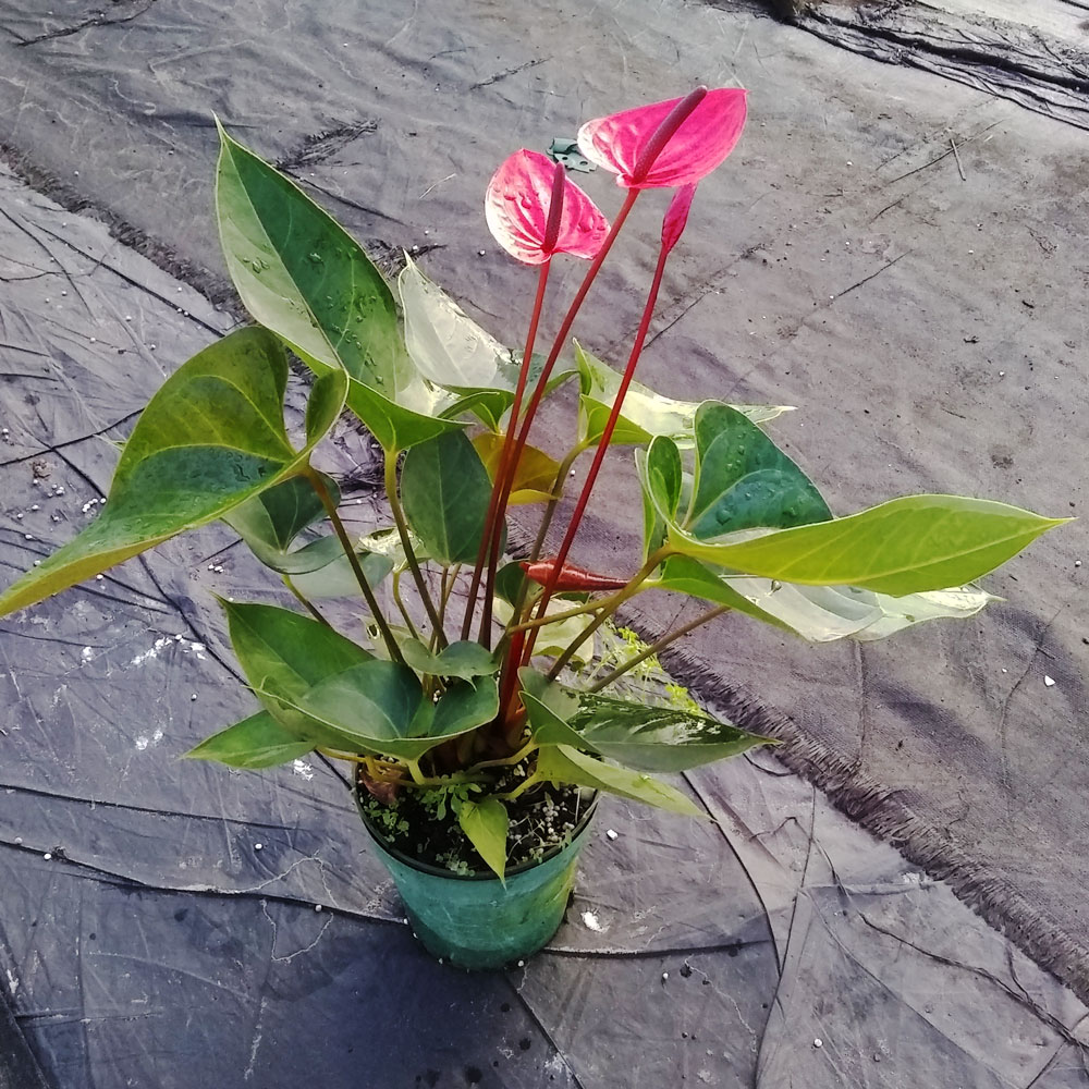 anthurium-red-heart