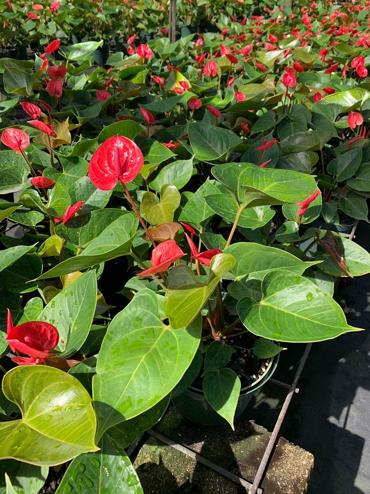 anthurium-red-heart