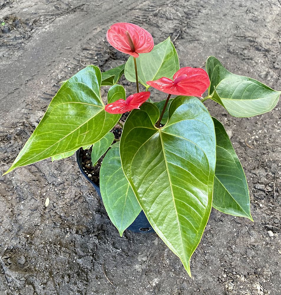 anthurium-red-heart