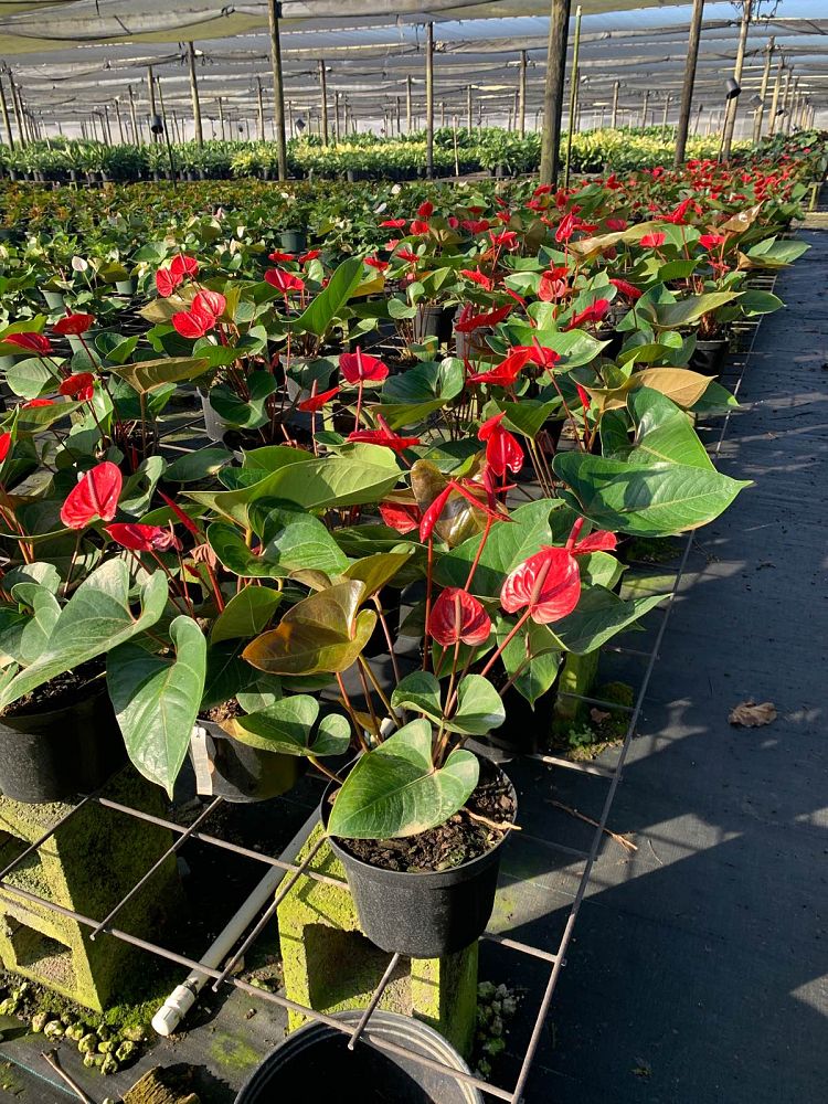 anthurium-red-heart