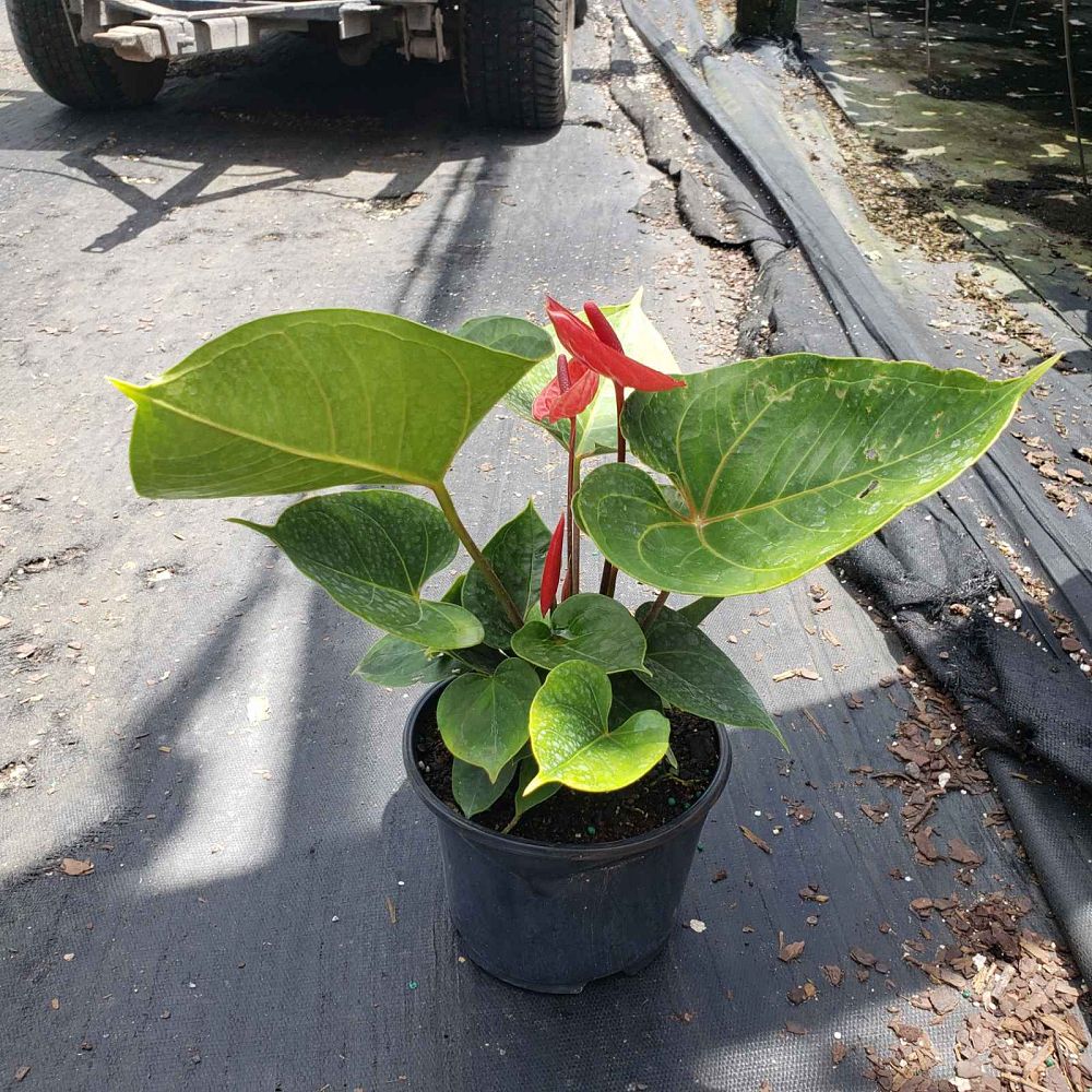 anthurium-red-heart