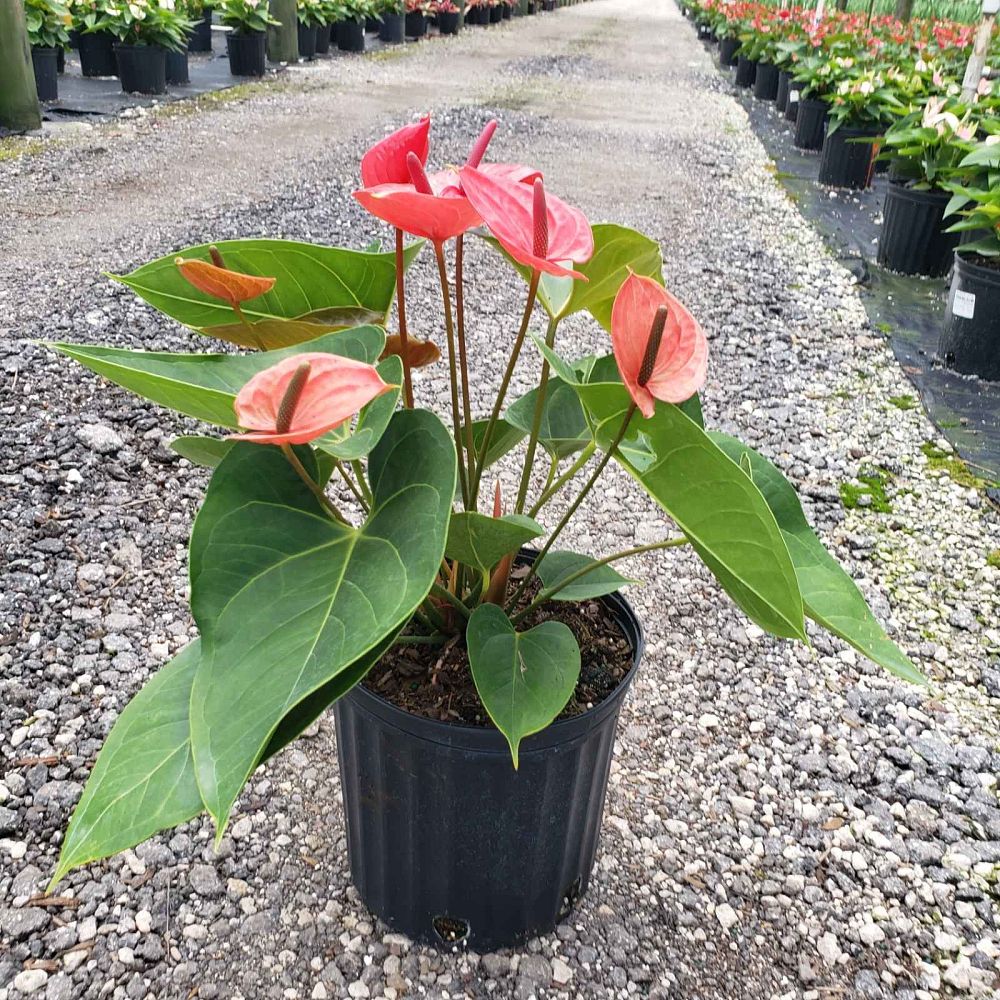 anthurium-red-heart