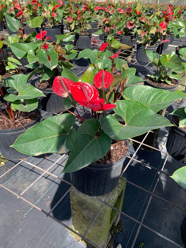 anthurium-red-heart