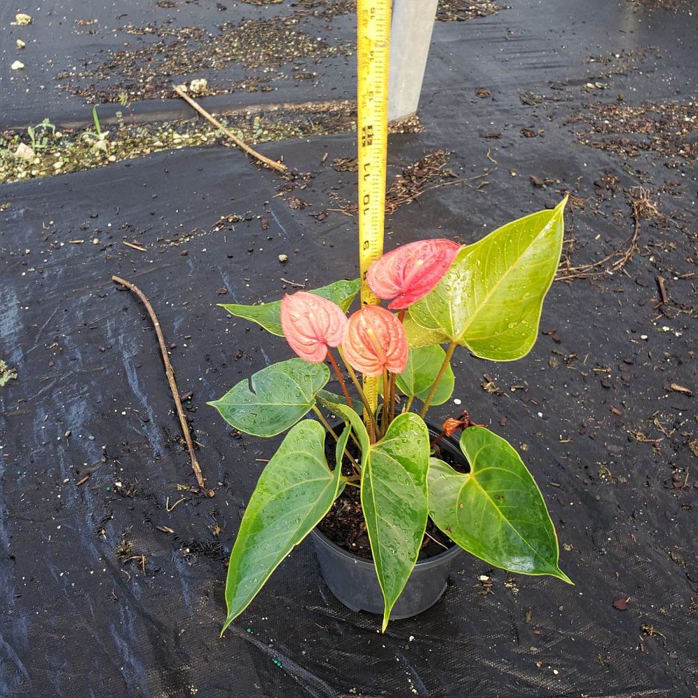 anthurium-red-heart