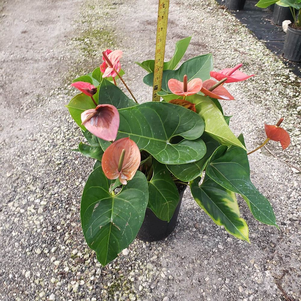 anthurium-red-heart