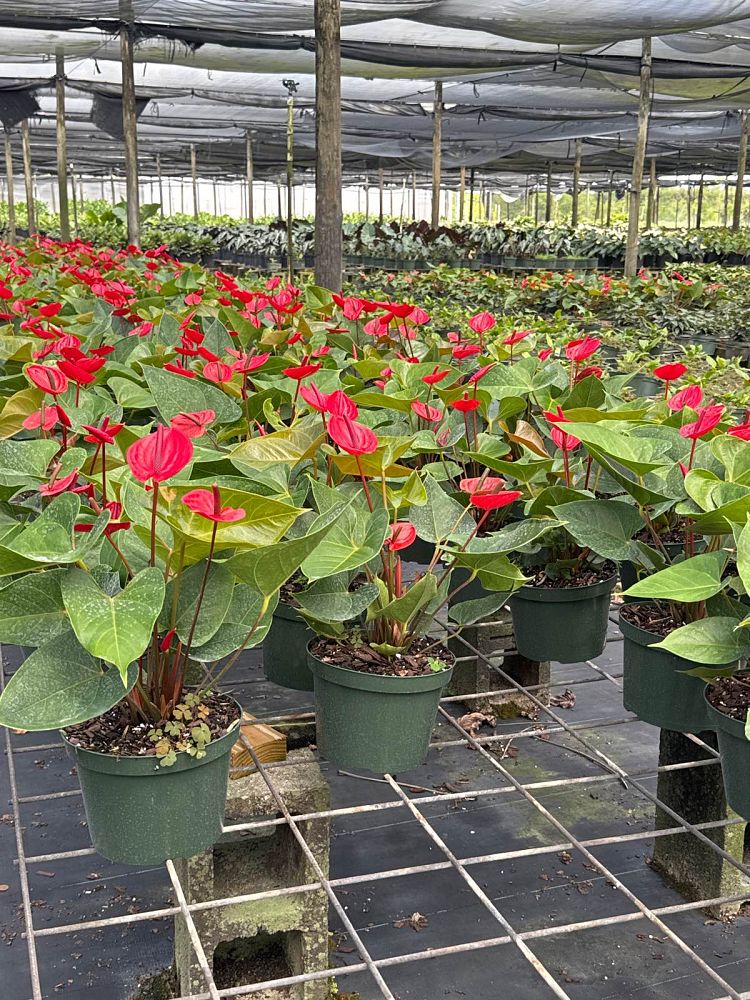 anthurium-red-heart