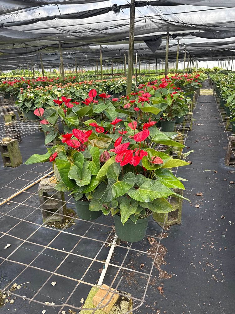 anthurium-red-heart