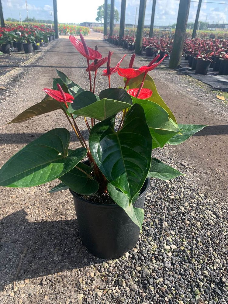 anthurium-red-heart