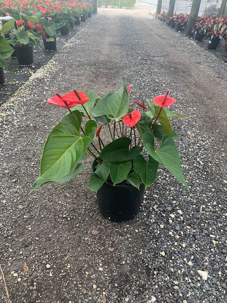 anthurium-red-heart