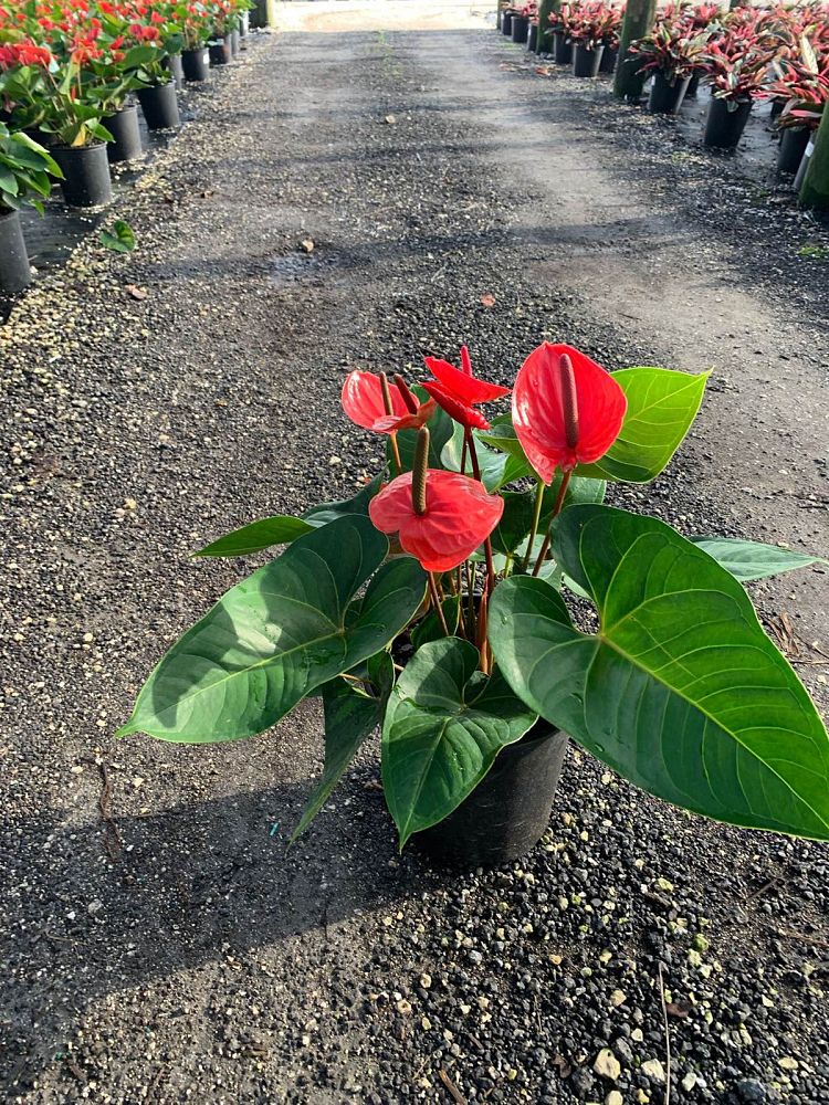 anthurium-red-heart