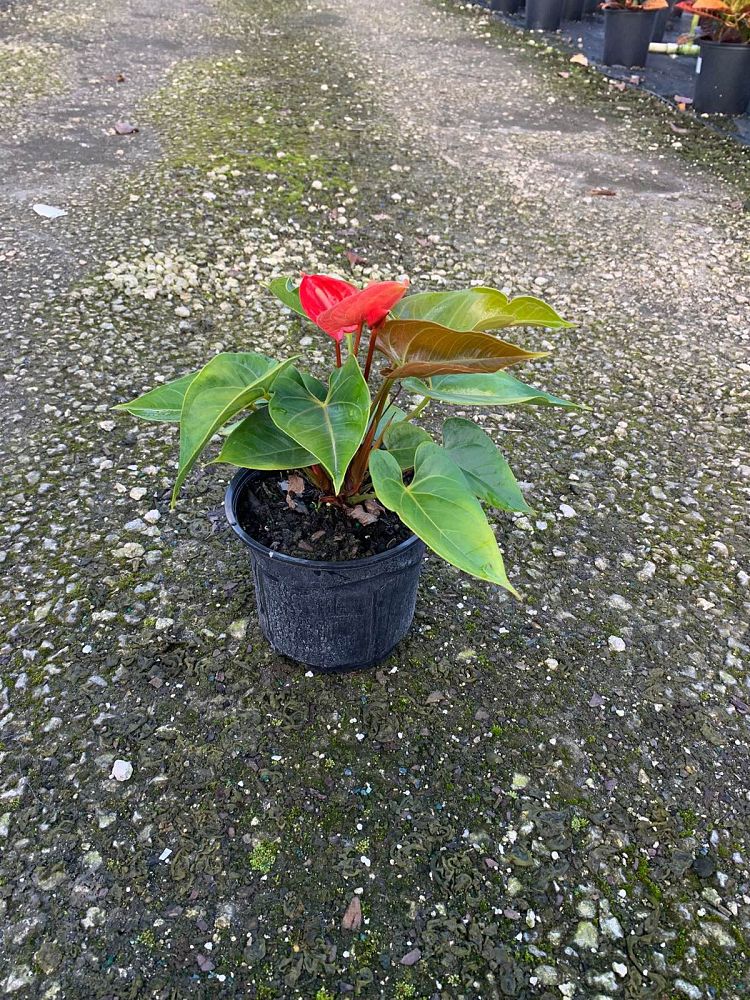 anthurium-red-heart
