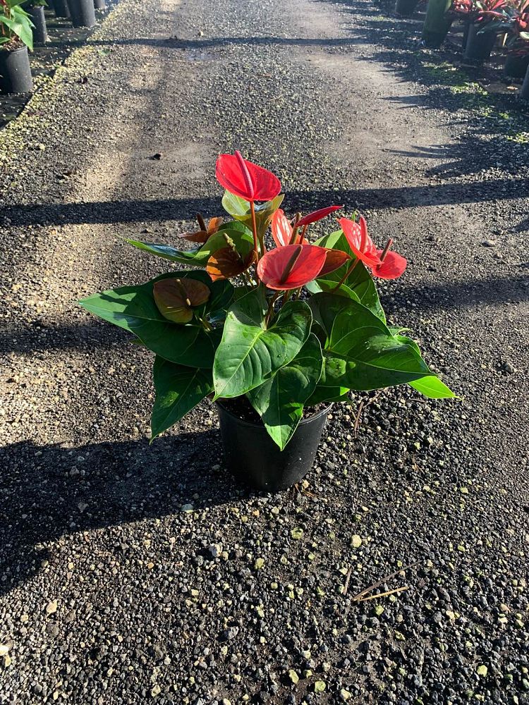 anthurium-red-heart