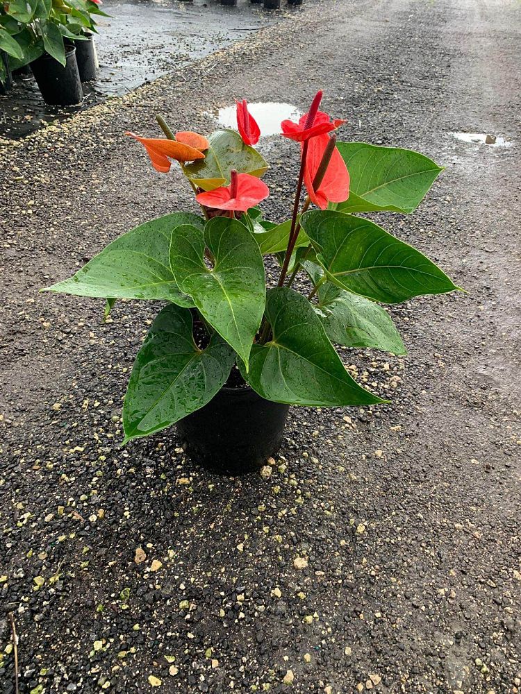 anthurium-red-heart