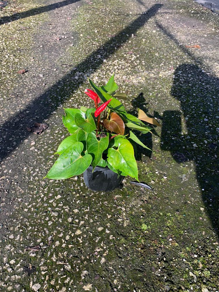 anthurium-red-heart