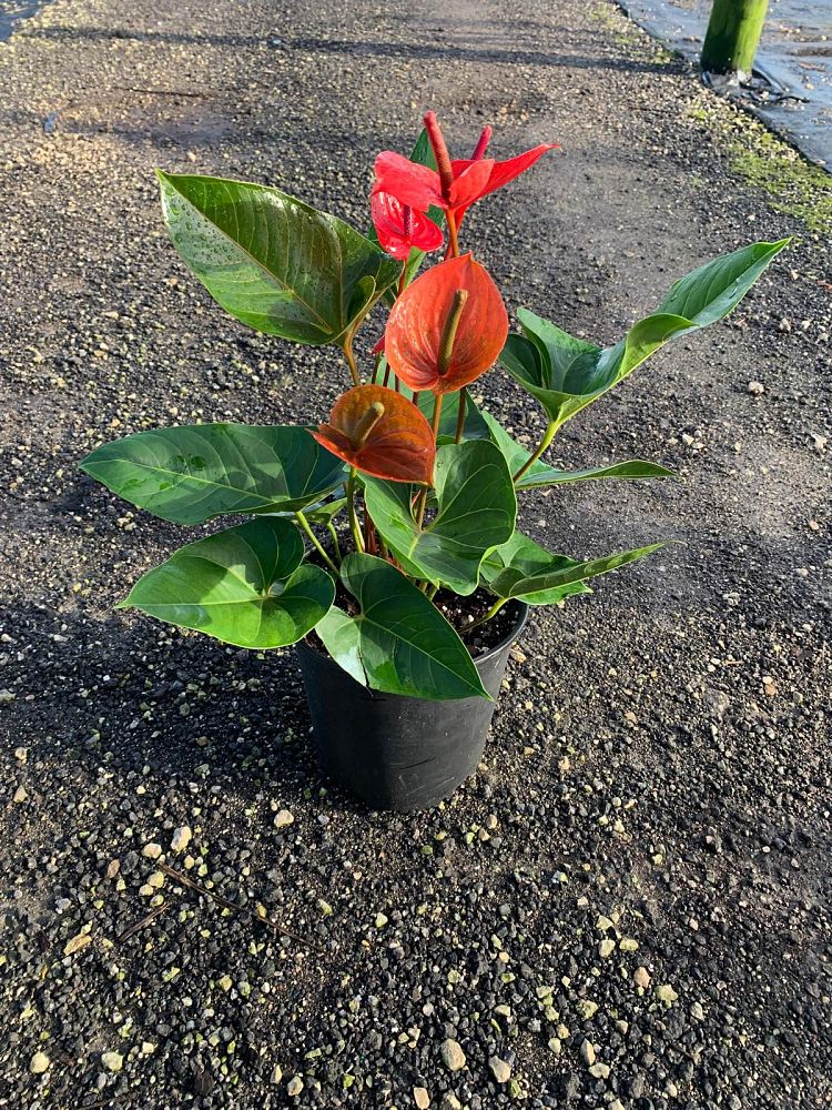 anthurium-red-heart