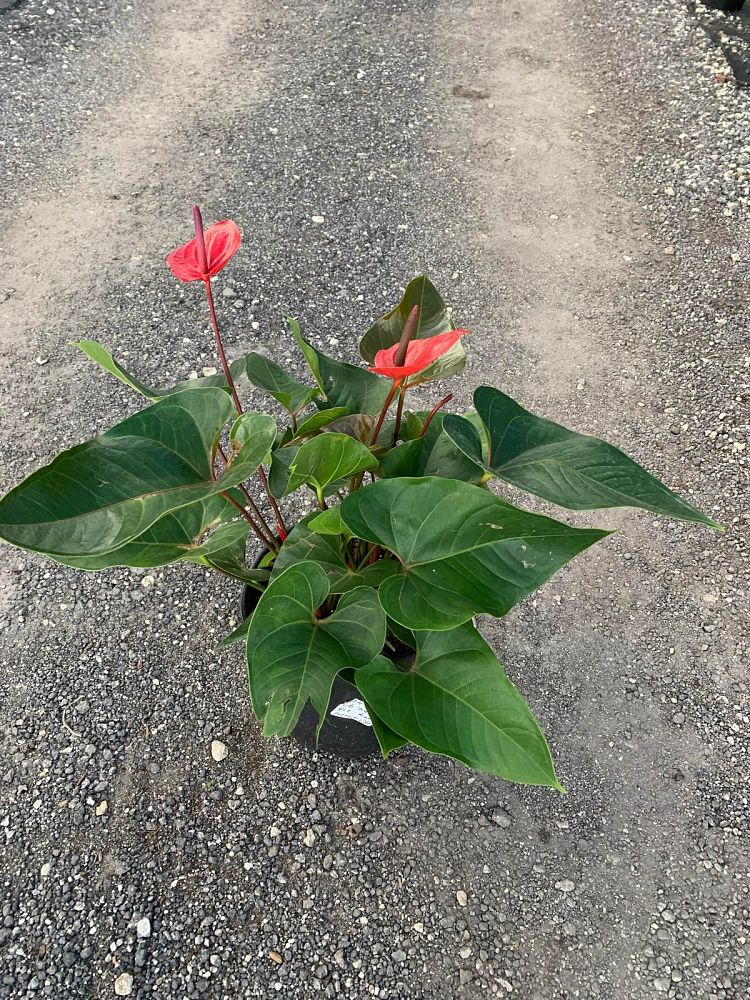 anthurium-red-heart
