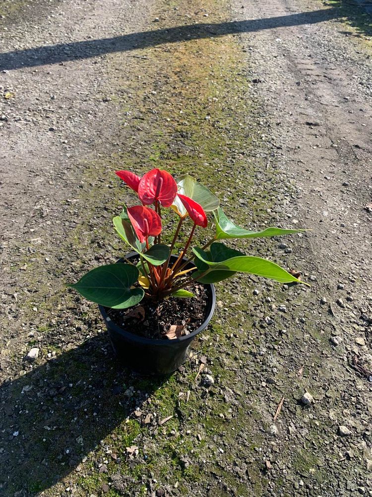 anthurium-red-heart