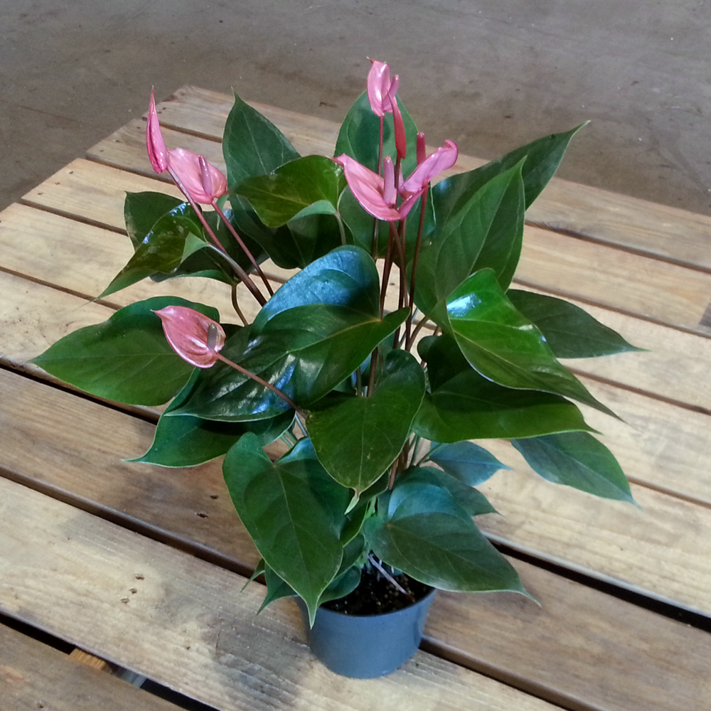 anthurium-red-hot