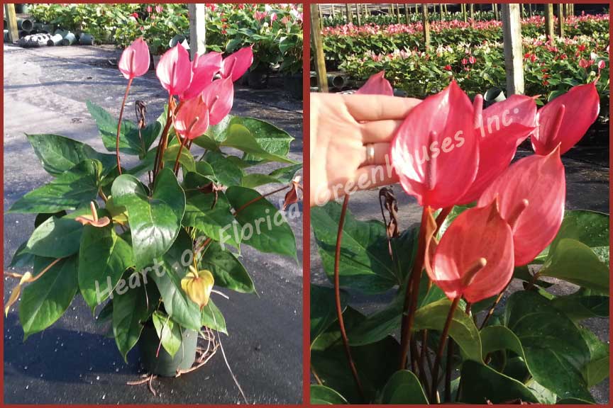 anthurium-red-hot