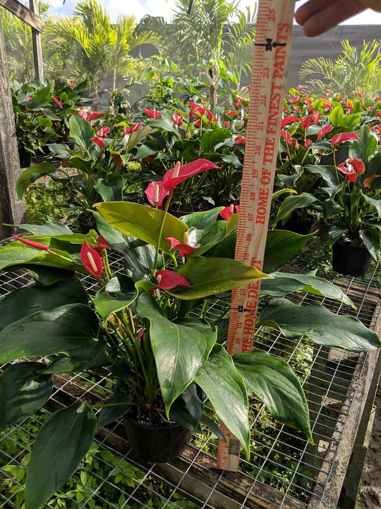 anthurium-red-hot