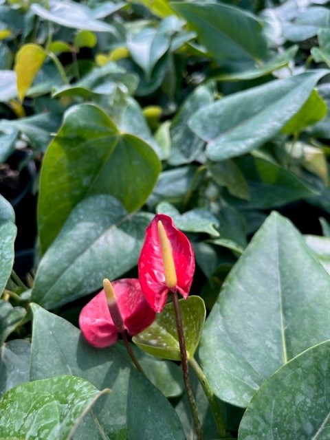 anthurium-red-sensation