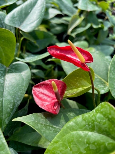 anthurium-red-sensation
