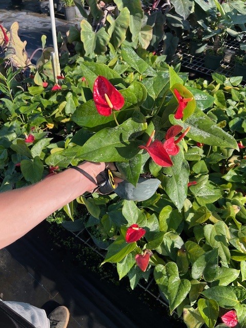 anthurium-red-sensation