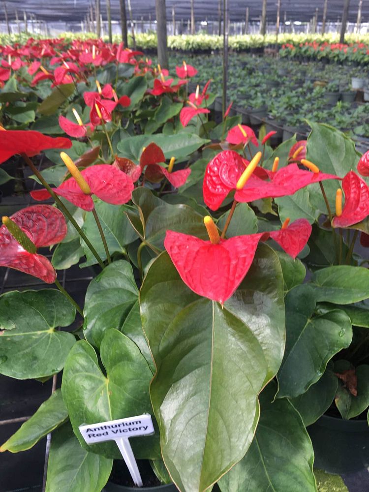 anthurium-red-victory
