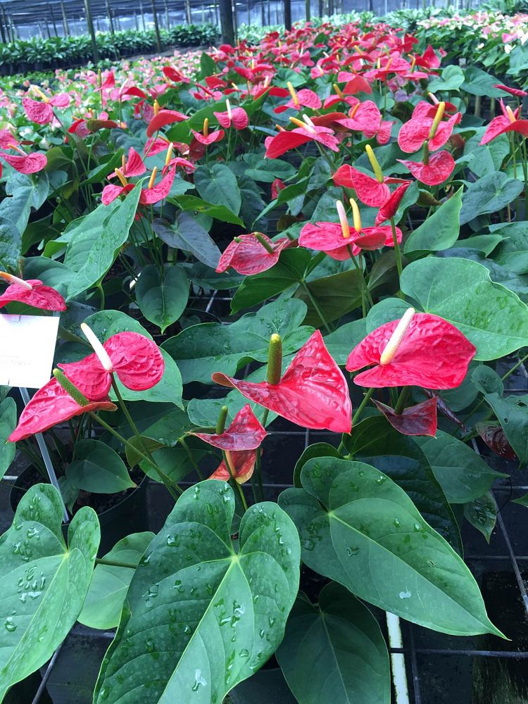 anthurium-red-victory