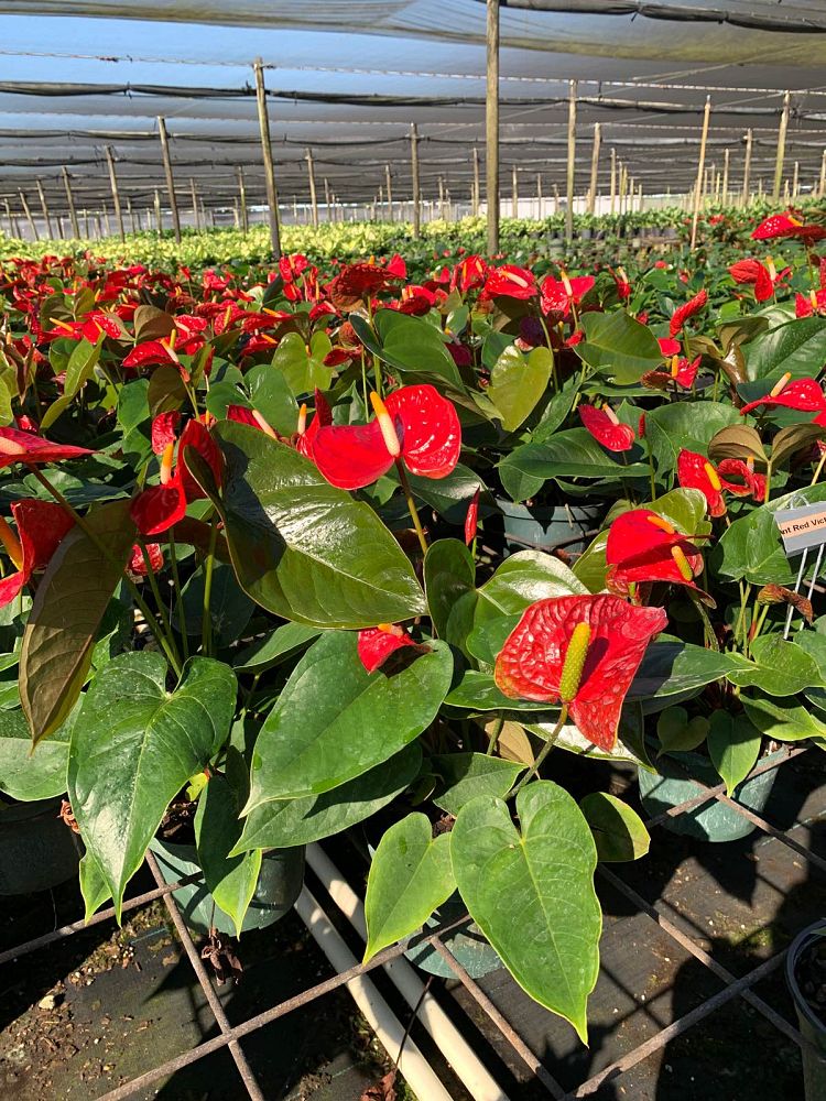 anthurium-red-victory