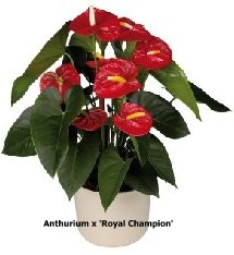 anthurium-royal-champion