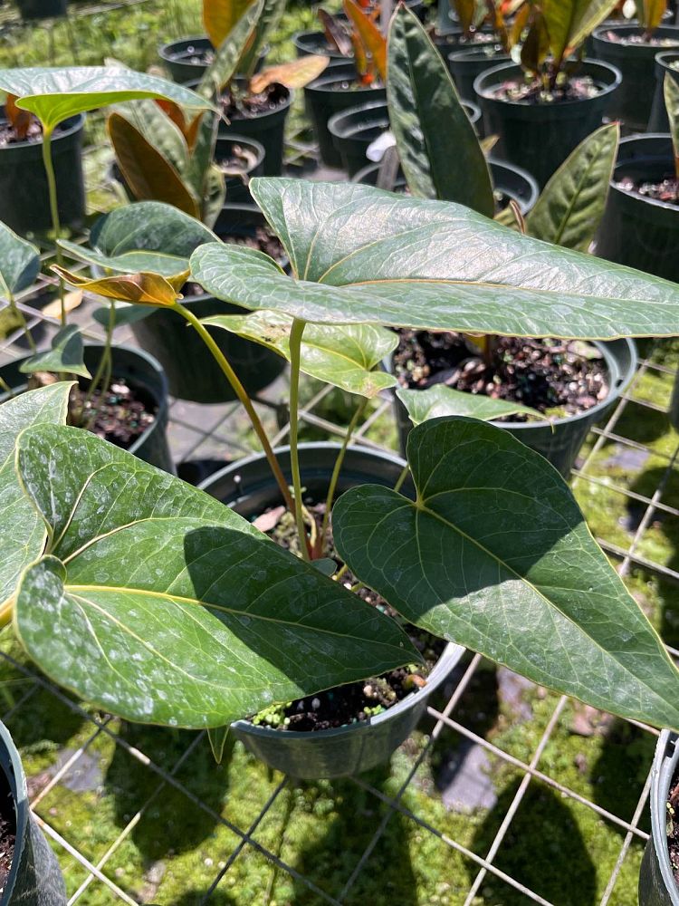 anthurium-salgarense-anthurium-decipiens