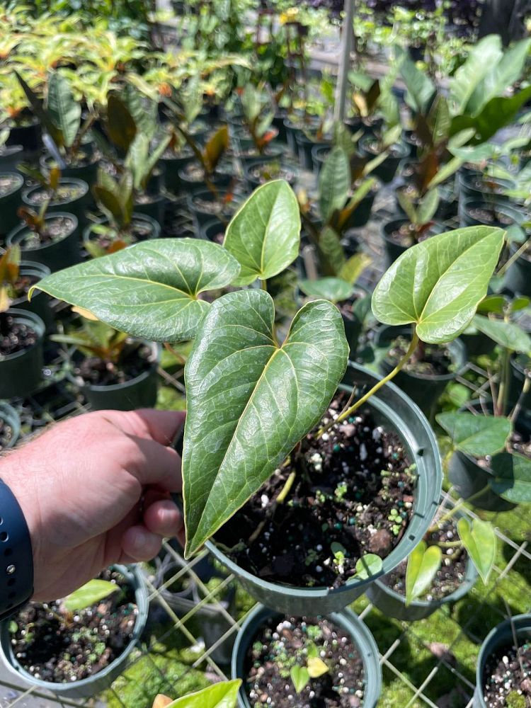 anthurium-salgarense-anthurium-decipiens