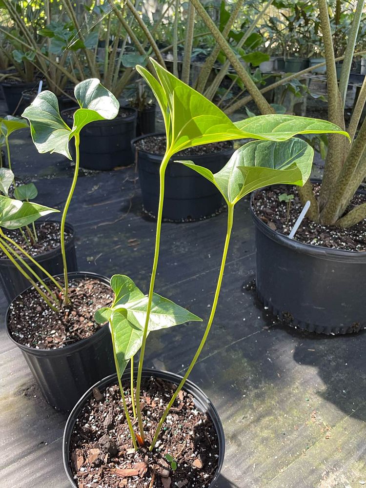 anthurium-salgarense-anthurium-decipiens
