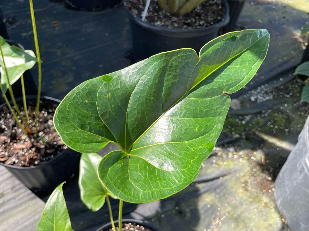 anthurium-salgarense-anthurium-decipiens